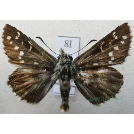 Pyrgus alveus Hübner, 1803 Powszelatek alweus Czech8l